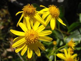 Senecio pyrenaicus